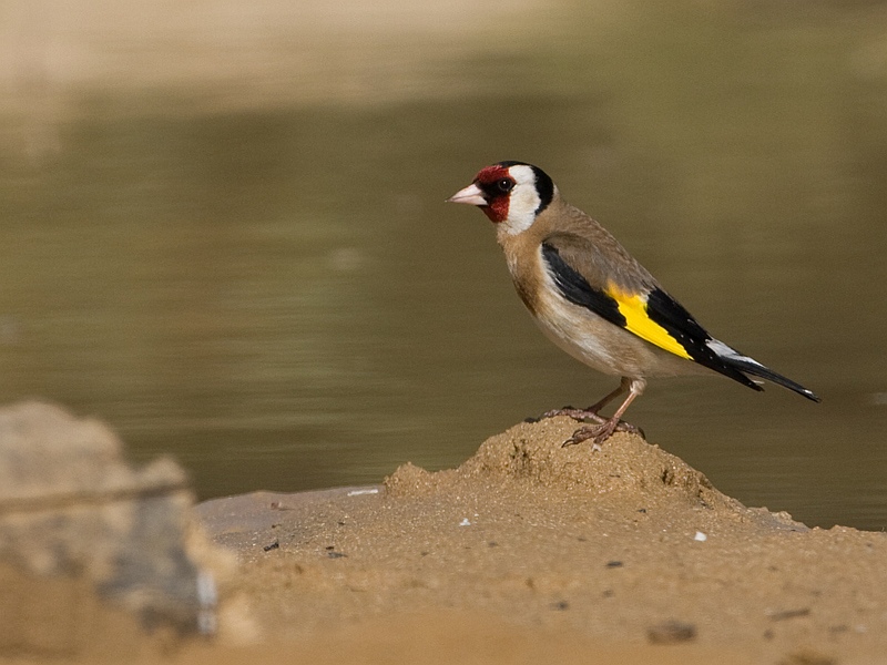 Carduelis carduelis Goldfinch Putter